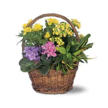 Small European Basket